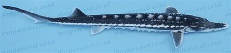 Acipenser stellatus picture by hartl, a. Stellate Sturgeon (Acipenser stellatus): Sturgeon Web ...