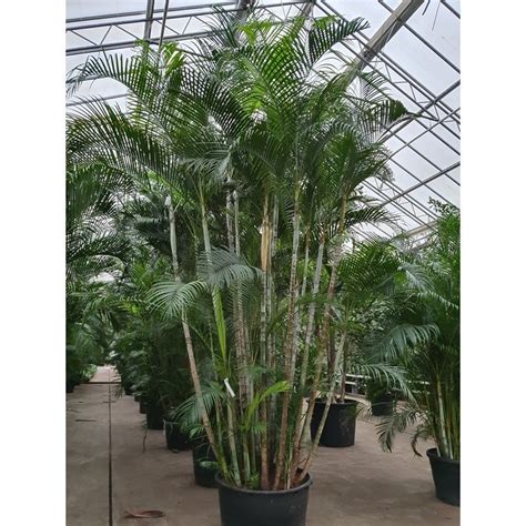 We would like to show you a description here but the site won't allow us. Dypsis Lutescens - Areca Palm - Kamerpalm 495-520cm kopen