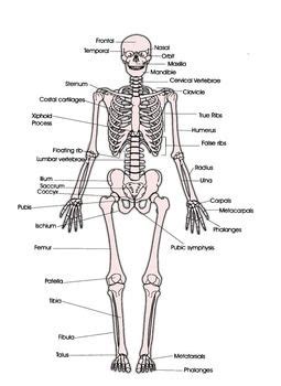 Human anatomy, 8th edition, 2015, by martini, timmons, tallitsch, chapter 5, skeletal system: In this assignment, students color the various parts of ...