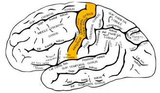 Motor cortex (precentral gyrus) and is involved in complex learning. Girusul precentral - Wikipedia