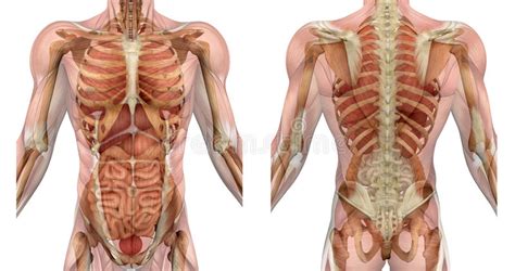 The female reproductive anatomy includes parts inside and outside the body. Internal Organ Location Back - Diagram Body Organs Diagram ...