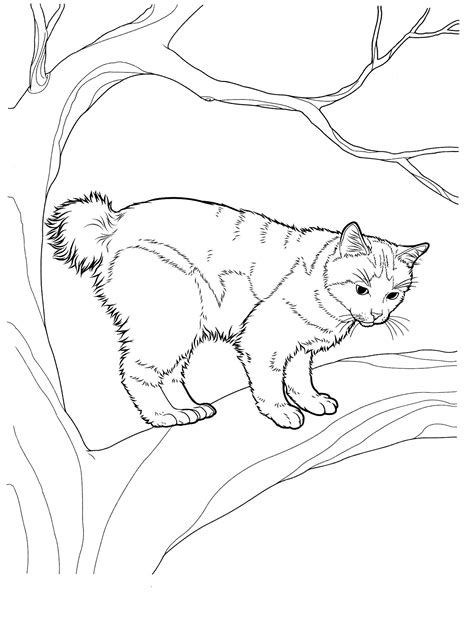 Popular upcoming coloring page suggestions: cat_8 Cats coloring pages for teens and adults | Cat ...