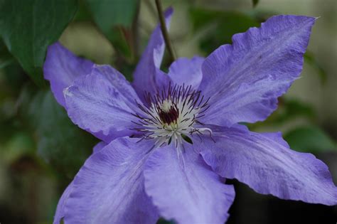 'alice fisk,' which jim fisk bred in 1964 from a cross between. Alice Fisk | Clematis 'Alice Fisk' online kaufen
