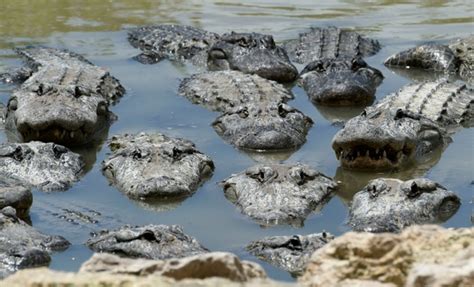 Female saltwater crocodiles usually lay one brood of eggs each year, in the rainy season. Florida alligator attack threats on the rise as creatures ...