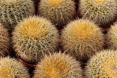 Echinocactus grusonii: características y cuidados (asiento ...