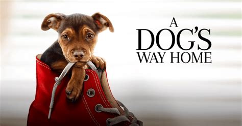 A dog's way home by w. A dog's way home - Blogu' lu' Andra