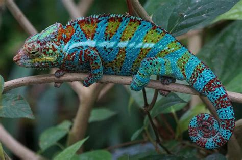 The amazon rainforest is a unique environment that fosters a huge variety of animals. Tropical Rainforest Reptiles List With Pictures & Facts ...