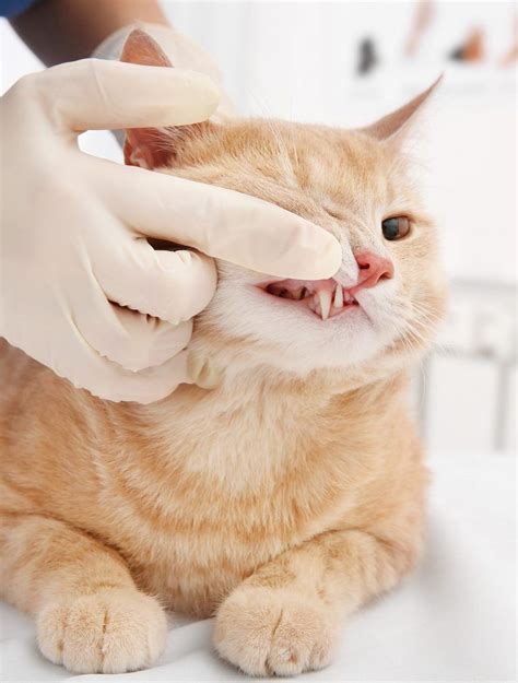 Kittens do indeed lose all of their 26 baby teeth, just like human children lose their baby teeth, the aspca indicates. When Will Kittens Lose Their Teeth