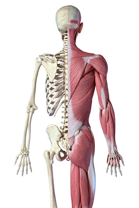 Nerves of the chest and upper back (posterior view). Upper Torso Anatomy Bones / Nerves Of The Chest And Upper ...