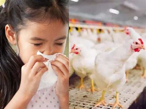 Bird flu or avian influenza is a viral infection that is reported mostly in birds, but has the potential to affect humans and other animals. symptoms of bird flu in toddlers in hindi