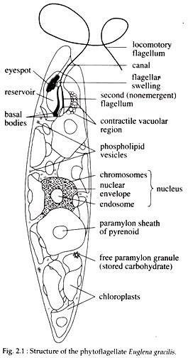 We did not find results for: Flagellar Locomotion in Euglena | Invertebrates