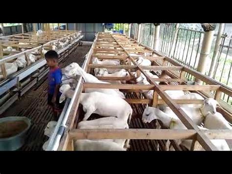 Tertarik membudidaya domba atau kambing? KANDANG TERNAK KAMBING MODERN - YouTube