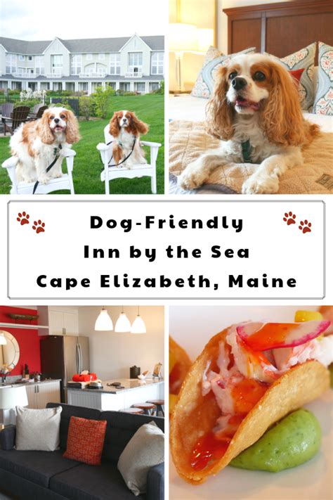 Enjoy traveling with your furry pal at one of 11 hotels or accommodations that accept pets. Dog-Friendly Spa Hotel, The Inn by the Sea in Maine. | Dog ...