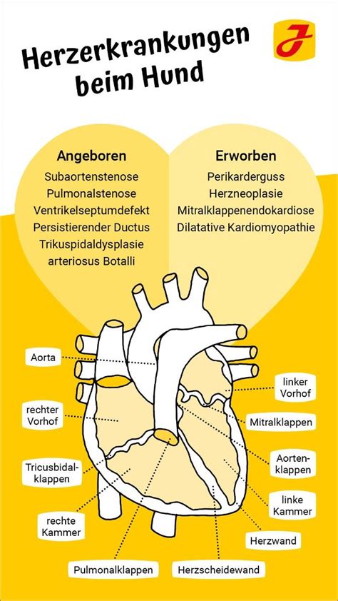 Viele informationen zum thema koronare herzkrankheit (khk) verständlich erklärt. Herzprobleme beim Hund Erkennung, Therapie & Prognose