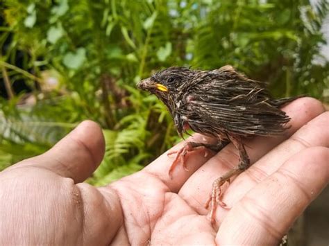 Le peigne anti oiseaux est destiné à être appliqué comme le support de la dernière rangée des tuiles du bas de la toiture afin de garantir une ventilation par l'égout de toit. Meilleur comment nourrir un petit moineau tombé du nid les ...