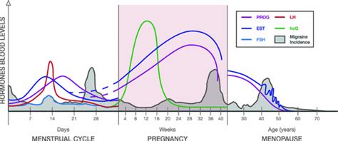 Pictures and words work together to explain things. Migraine in women: the role of hormones and their impact on vascular diseases | The Journal of ...