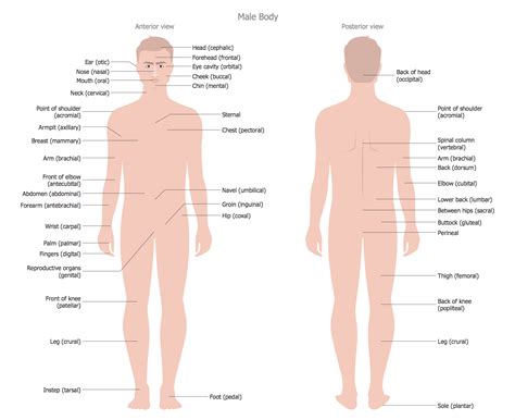 Many young children don't know words like wrist, ankle, elbow, etc. Human Anatomy Solution | ConceptDraw.com