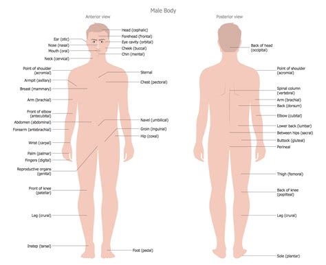 3ds max + blend c4d lxo ma xsi lwo oth 3ds dxf fbx dae o. Human Anatomy Solution | ConceptDraw.com