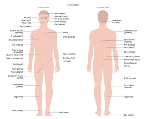 First sculpted in zbrush, and then retopologized in maya. Human Anatomy Solution | ConceptDraw.com