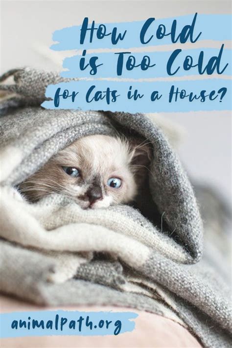 We did not find results for: How Cold Is Too Cold For Cats In a House in 2020 | Cats ...