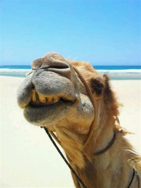 Replace the geico hump day camel with. Camel Selfie : pics