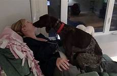 dog german lap mommy loves pointer shorthaired his