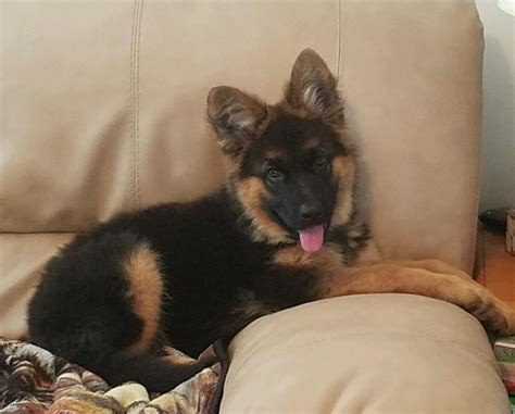 Check spelling or type a new query. German Shepherd Puppies For Sale | Middletown, OH #181682