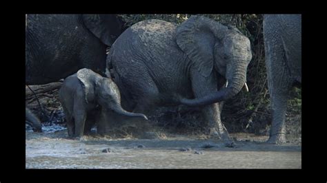 Battery operated compact & portable baby shower designed for ease of use by parents and. Baby Elephant Loves His Mud Bath! - YouTube