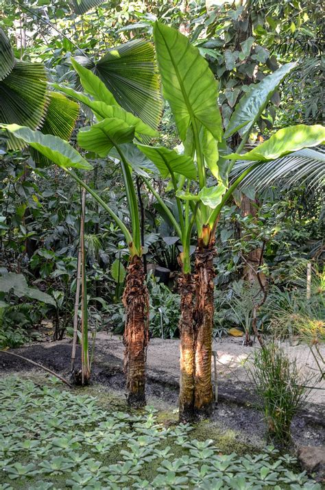 Schau diese und ähnliche touren an oder plan deine eigene mit komoot! wdf - wupper digitale fotografie - Botanischer Garten RUB ...