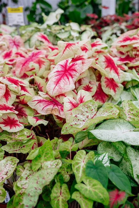 Caladium tubers should be planted about one to two inches deep with the knobs, or eye buds, facing up. Caladium in 2020 | Shade plants, All flowers, Seasonal flowers