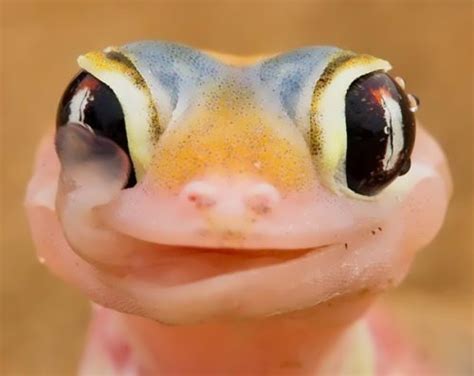 We did not find results for: Gecko - small lizard - Wander Lord