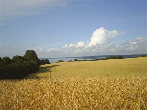 Maybe you would like to learn more about one of these? Landskab, Danmark sommer, korn marker, hav udsigt ...