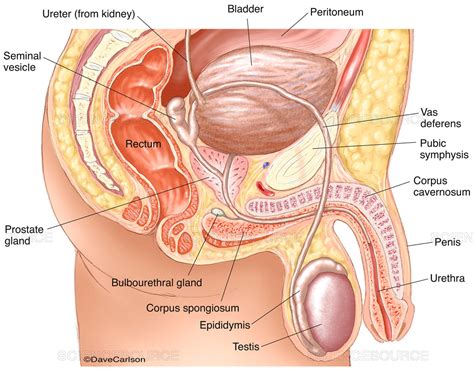 The penis, the testes and epididymis, the. Science Source - Male Reproductive System (labeled ...