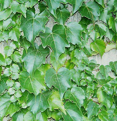 Hot promotions in boston ivy on aliexpress: Boston Ivy | Boyd Nursery Company