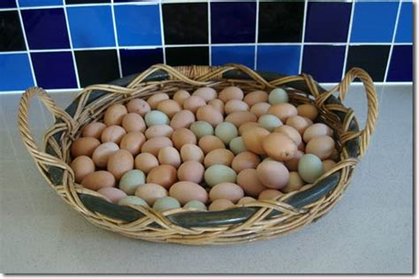 I am not into boiled eggs at all, i'll eat maybe 2 a year. Of Mice and Men and Chooks
