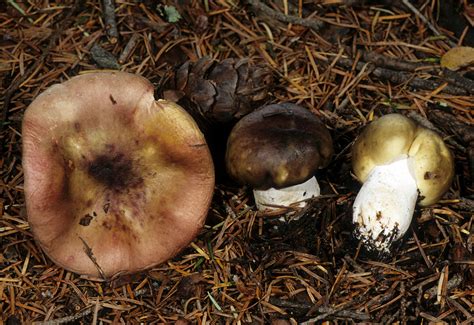 California Fungi: Russula abietina