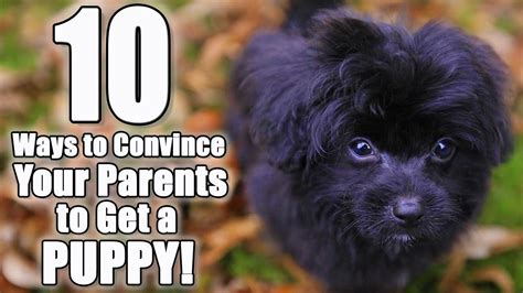 Feed this reduced amount for one or two weeks and weigh your dog. 10 Ways to Convince Your Parents to Get a Dog | Parody of ...