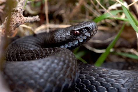 I dag var det 2 hoggorm på hyttetomta, de har funnet seg et fast sted under en fuglemater hvor de jakter muligens på småfugl og mus som plukker frørester. Norsk Zoologisk Forening Sørlandsavdelingen: Black adder ...