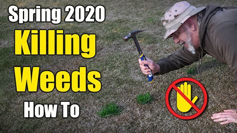 We should use an herbicide that kills a variety of pest grasses and we can also do it in fall, with october being the best month so that the weeds don't survive in winter. Killing Lawn Weeds - Winter and Early Spring - YouTube
