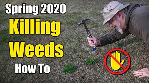 We should use an herbicide that kills a variety of pest grasses and we can also do it in fall, with october being the best month so that the weeds don't survive in winter. Killing Lawn Weeds - Winter and Early Spring - YouTube