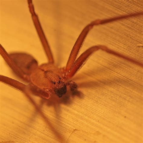 It's best to avoid the brown recluse spider all together, and quickly get rid of brown recluse spiders in your home if you spot any. Spider Information , Brown Recluse , Hobo, And Black ...