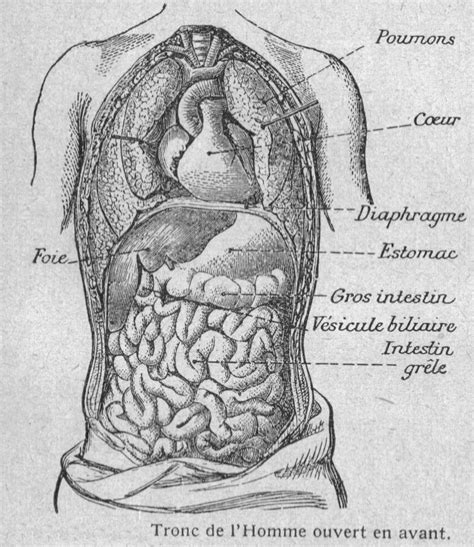 La période de création des trois contes est large puisque les premières ébauches de plan de la légende de saint julien l'hospitalier datent de janvier 1844 lorsque gustave flaubert, séjournant chez son père à rouen, découvre dans une brève période à la fois les vitraux de la cathédrale de rouen représentant la légende de julien l'hospitalier et une statuette en pierre du saint. Épinglé par Yasmine Shawy sur Anatomie | Dessin anatomie ...