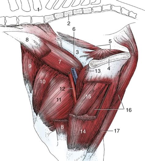 A tendon or sinew is a tough band of fibrous connective tissue that connects muscle to bone and is capable of. Groin Muscle Injuries - Anatomy | Dr. Mel Newton