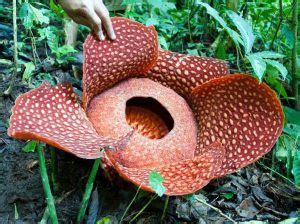 We also enjoyed visting a flower farm not open to public. 2D1N Rafflesia Adventure (Ex- Cameron Highlands) - Taman ...