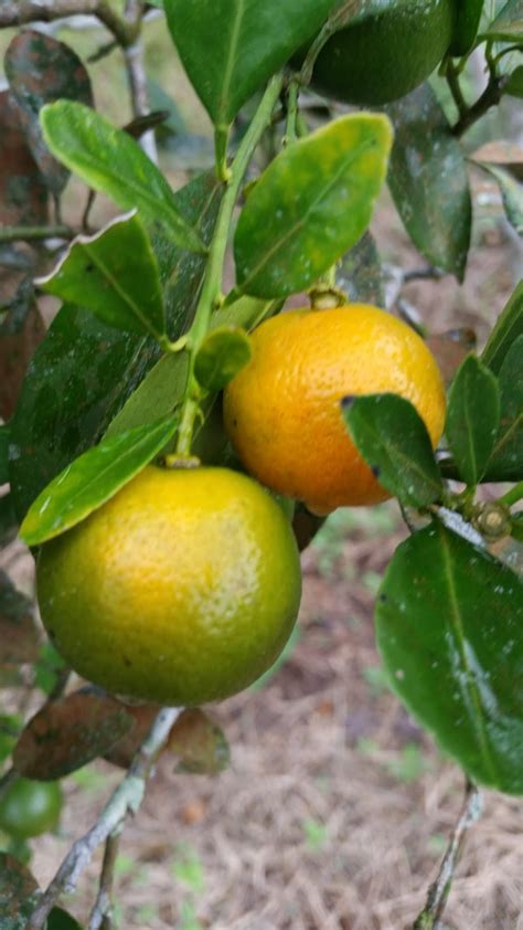 Langkah demi langkah untuk hasilkan anak pokok tin kaedah tut. Warisan Petani: Limau Kasturi : Tanam Sepokok Tak Habis Makan.