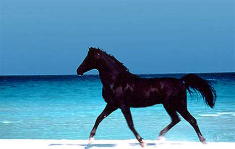 Klik tombol di bawah ini untuk pergi ke halaman website download film the black stallion (1979). The Black Stallion® (1979) - The Black Stallion