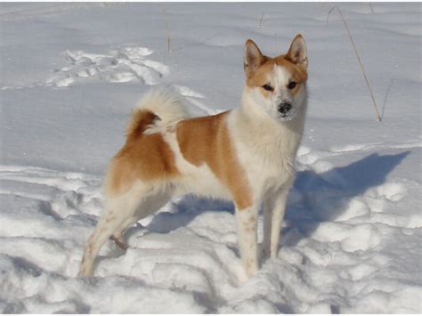 The norrbottenspets, also known as the norrbottenspitz, the nordic spitz and the pohjanpystykorva, is a breed of spitz type dog from sweden. Spitz de Norrbotten