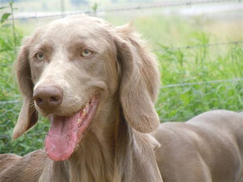 This is gundalf's music collection on bandcamp. Gundalf Weimaraner C Litter | Gundalf Weimaraner and ...