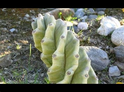 Cereus repandus, peruvian apple cactus s. Cactus espiral: Cereus forbesii cv. spiralis (www.riomoros ...