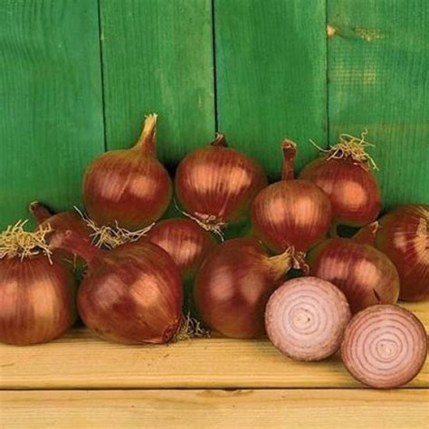 Onion 'red baron' is a well known and very popular mid to late maturing variety. Onion Red Baron Seeds - buy online at chili-shop24.com